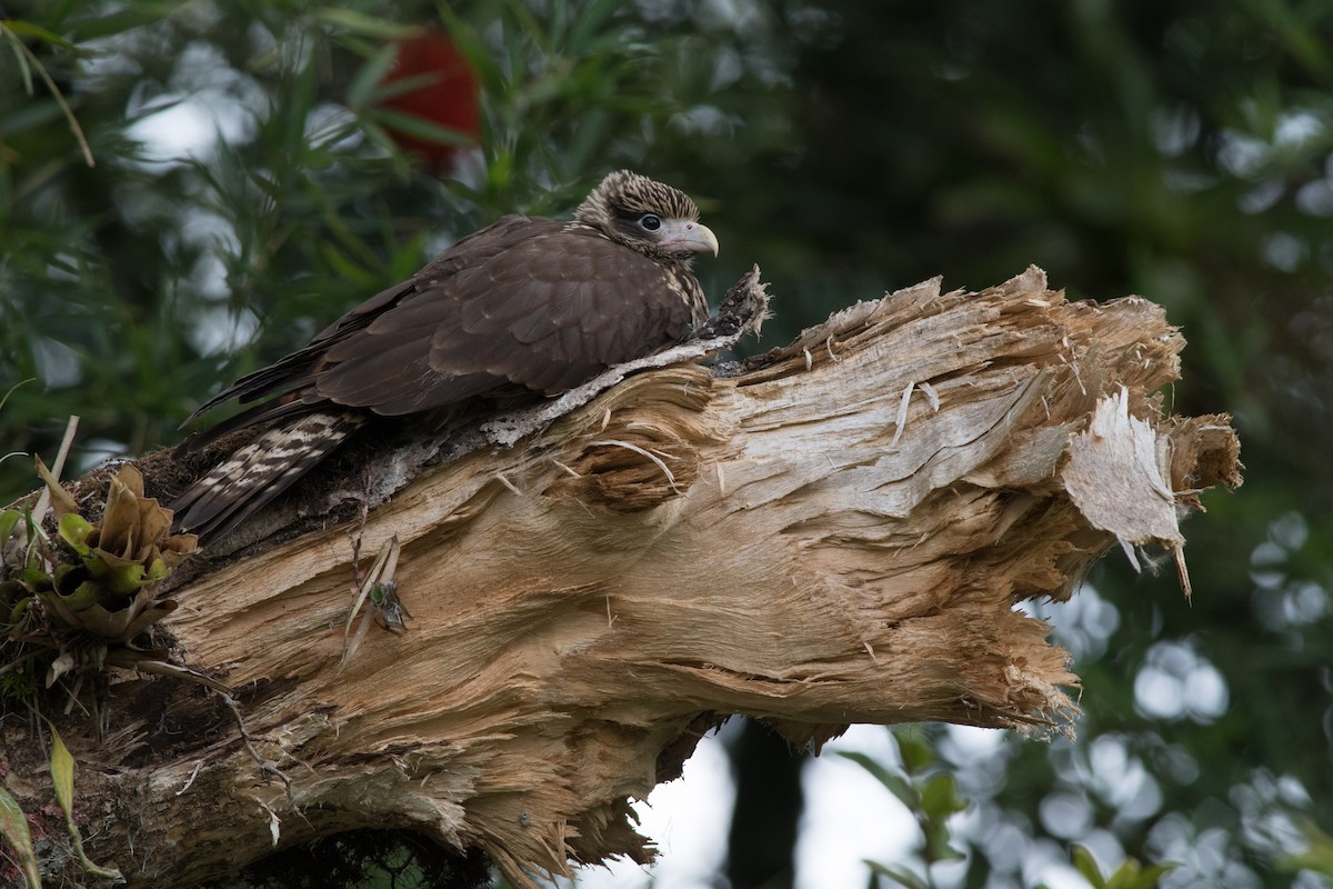 Yellow-headed Caracara - ML142953191