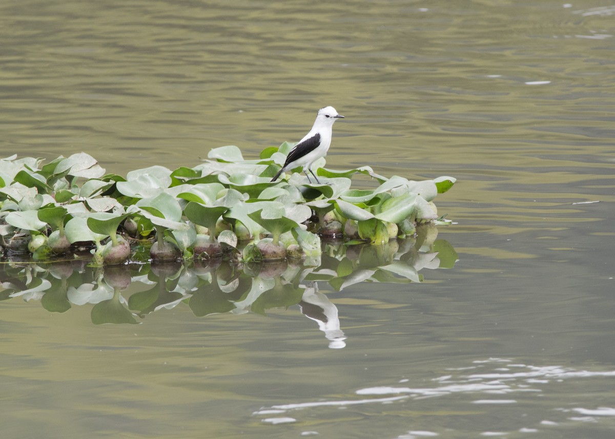 Pied Water-Tyrant - ML142954261