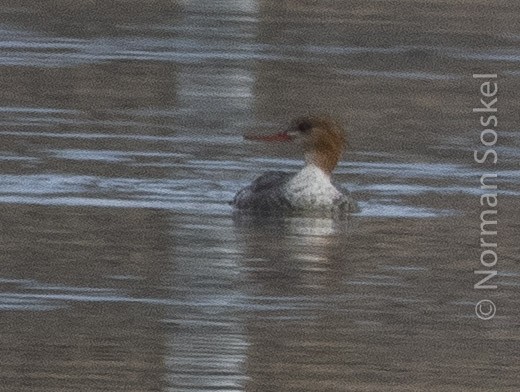 Red-breasted Merganser - ML142954781