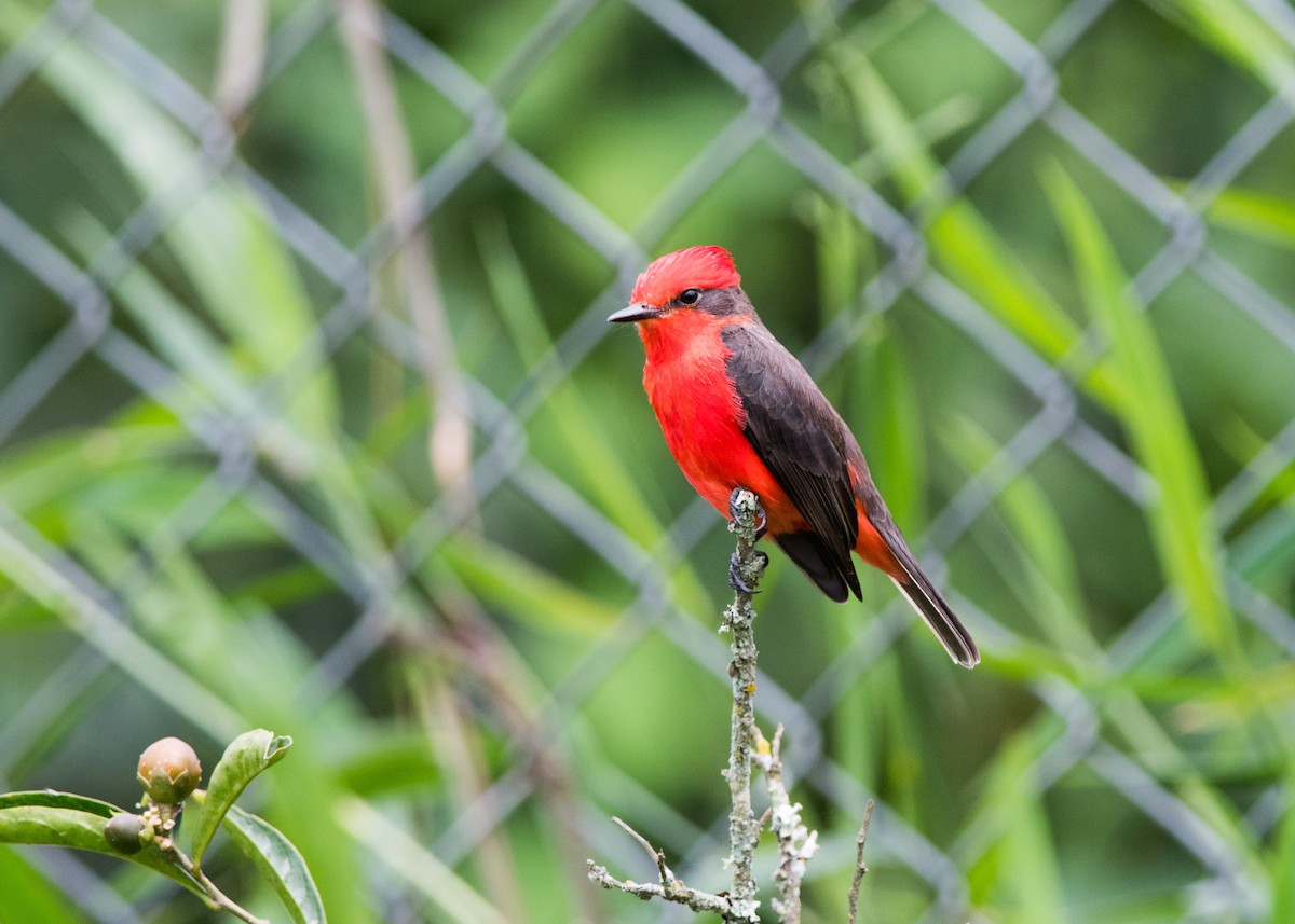 Vermilion Flycatcher - ML142954851