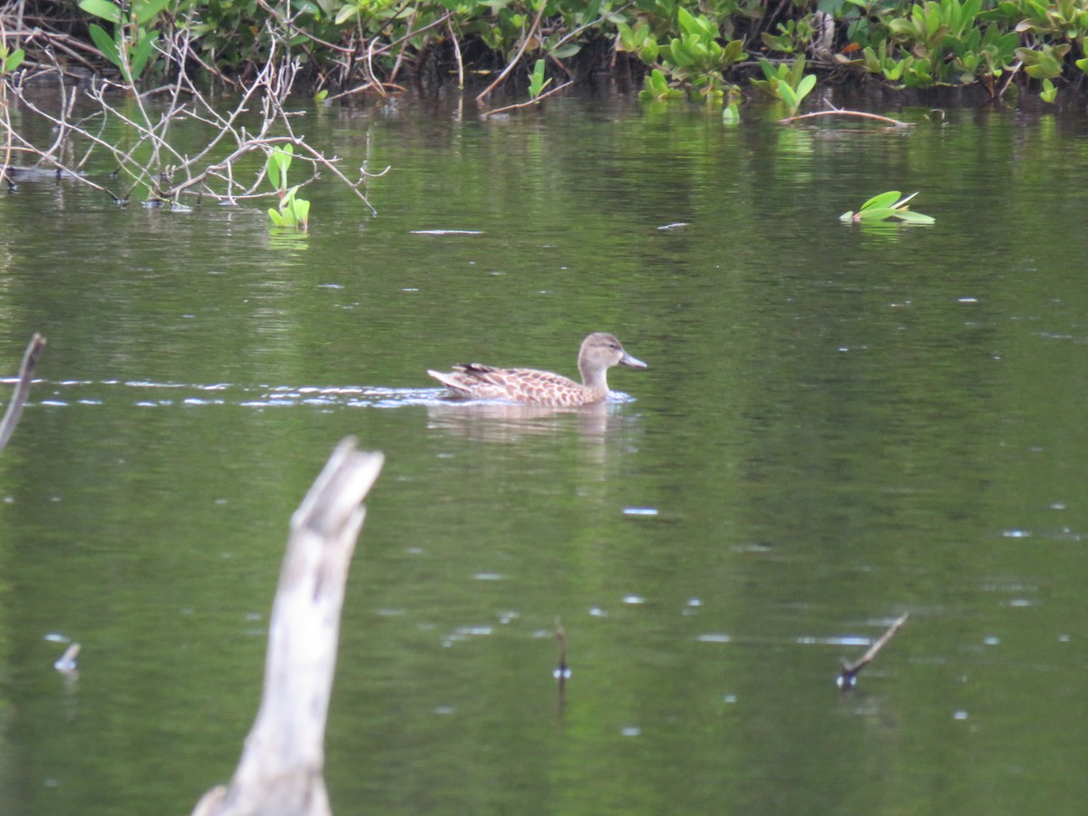 Blue-winged Teal - ML142957471