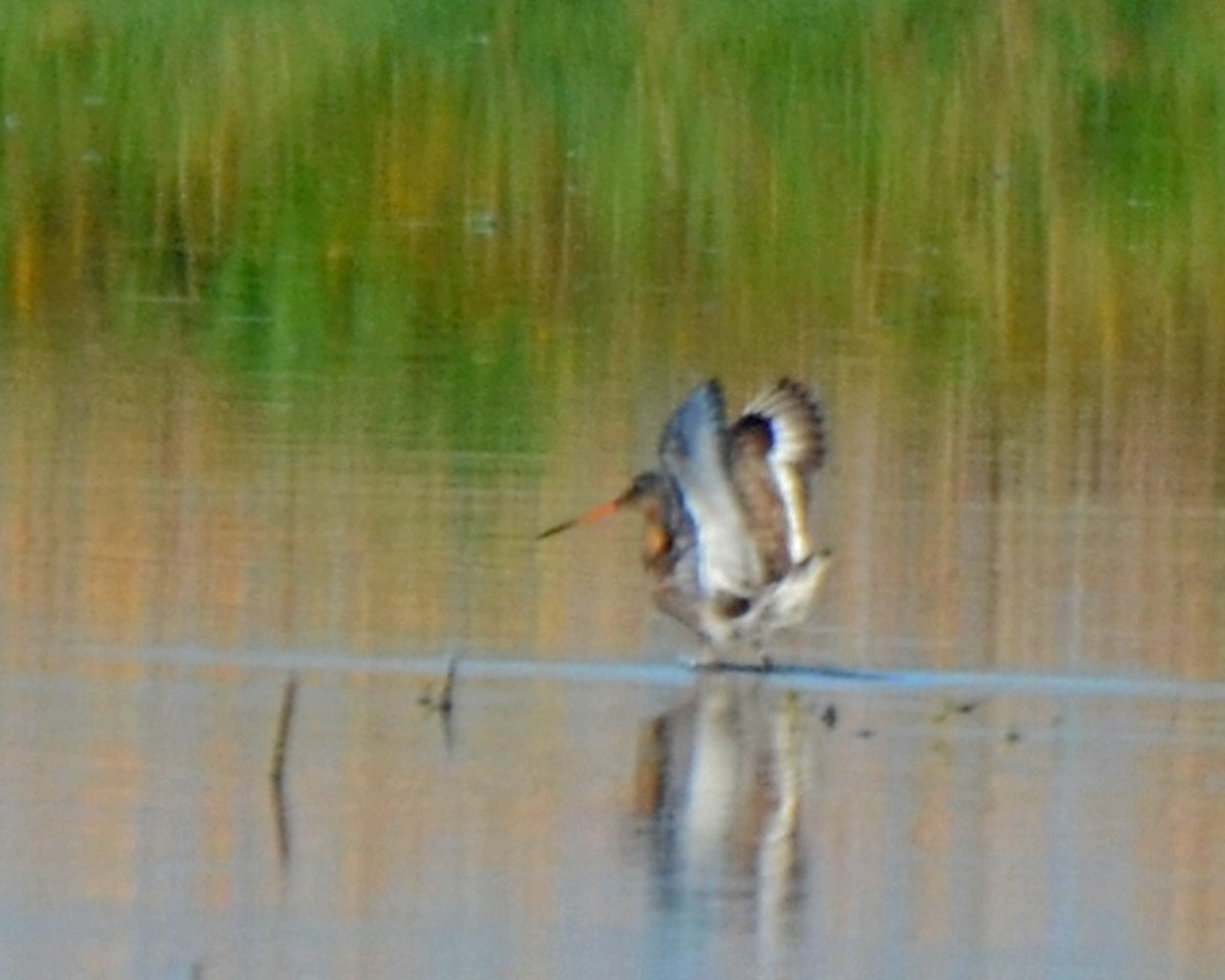 Black-tailed Godwit - ML142957681