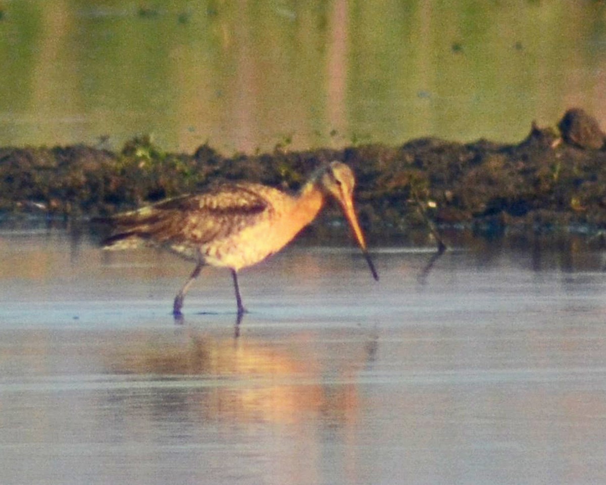 Black-tailed Godwit - ML142957711