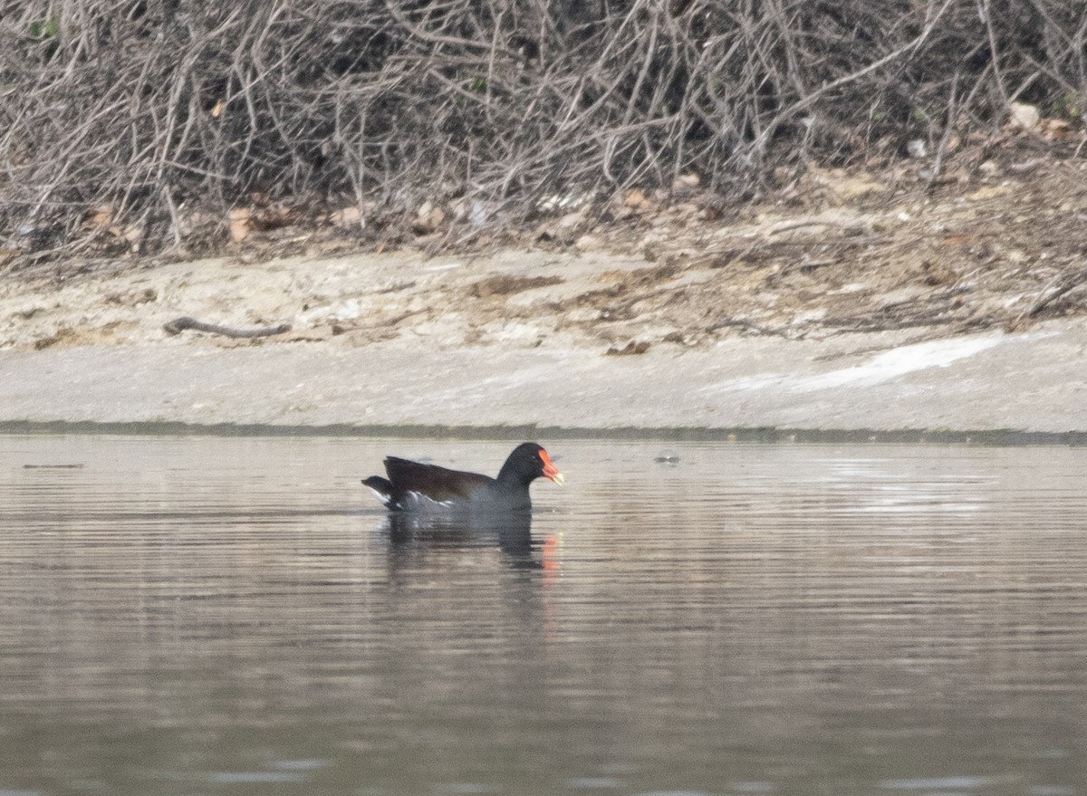 Common Gallinule - ML142959611