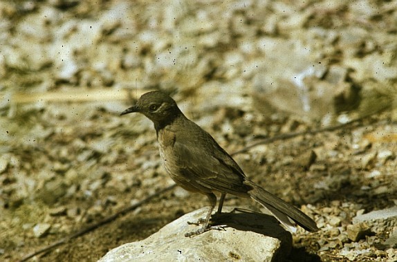 Bendire's Thrasher - ML142961931