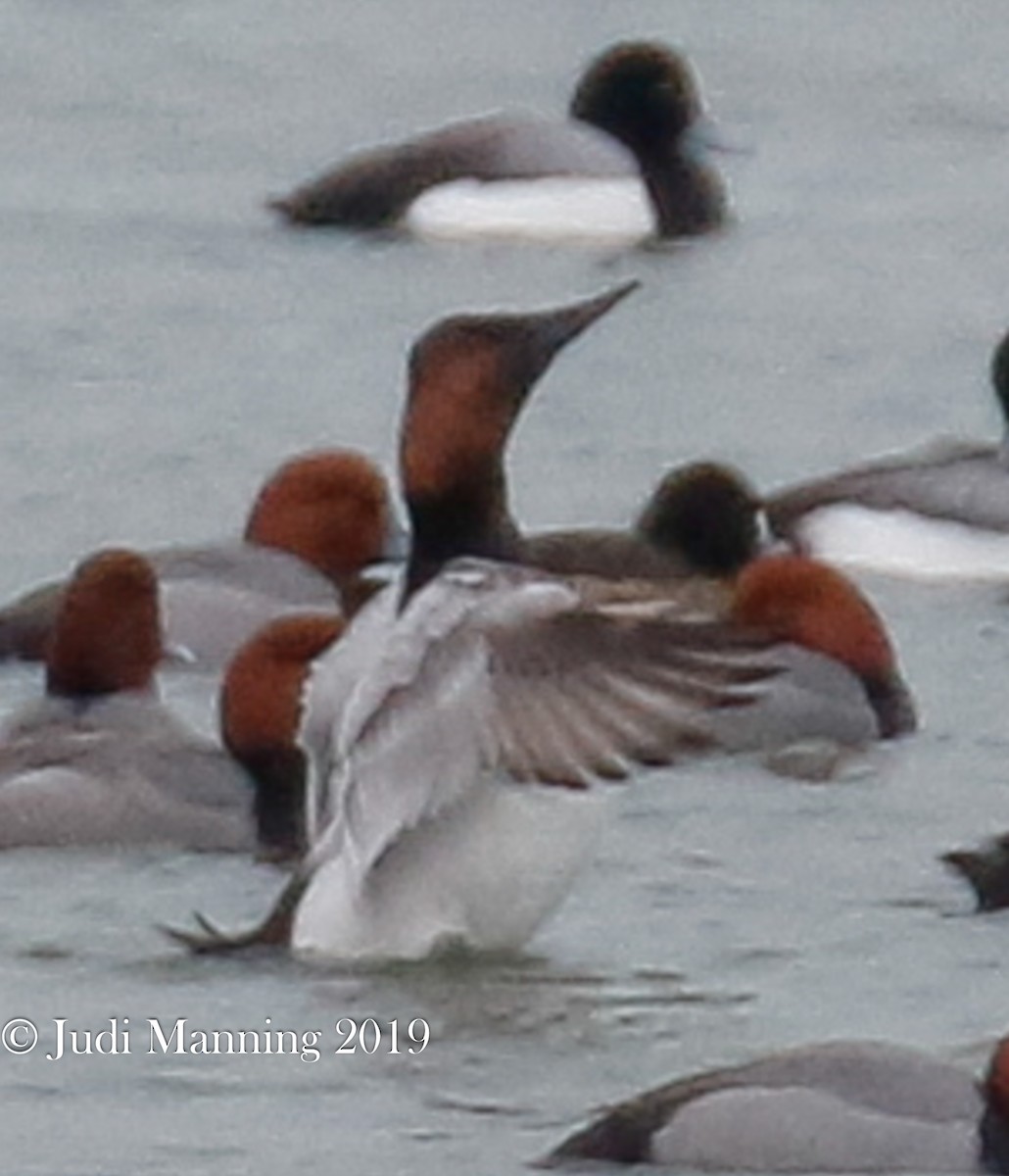 Canvasback - ML142962141