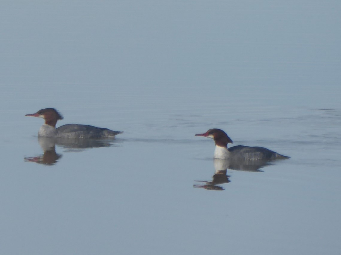 Common Merganser - ML142963701