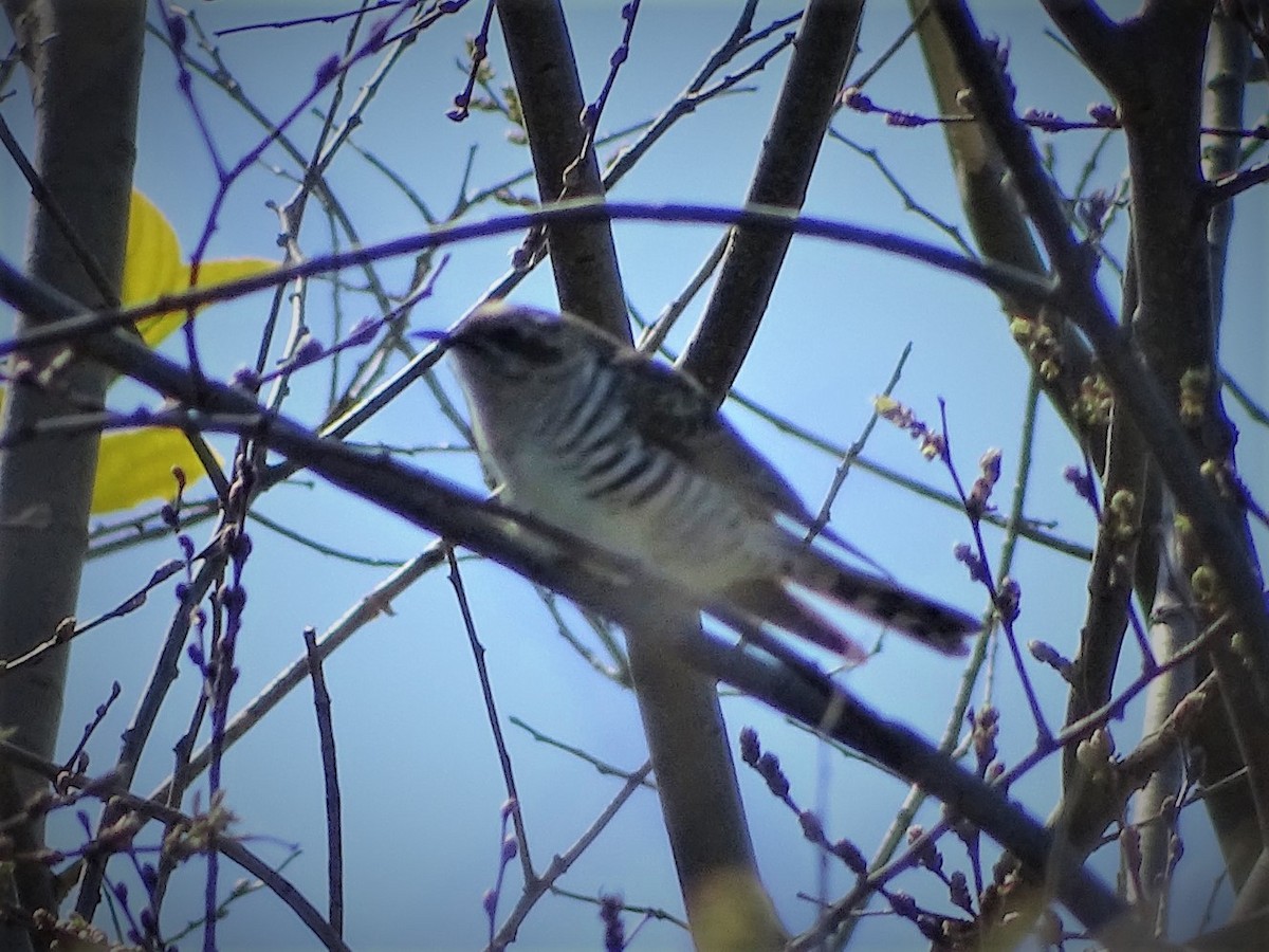 Horsfield's Bronze-Cuckoo - ML142964761