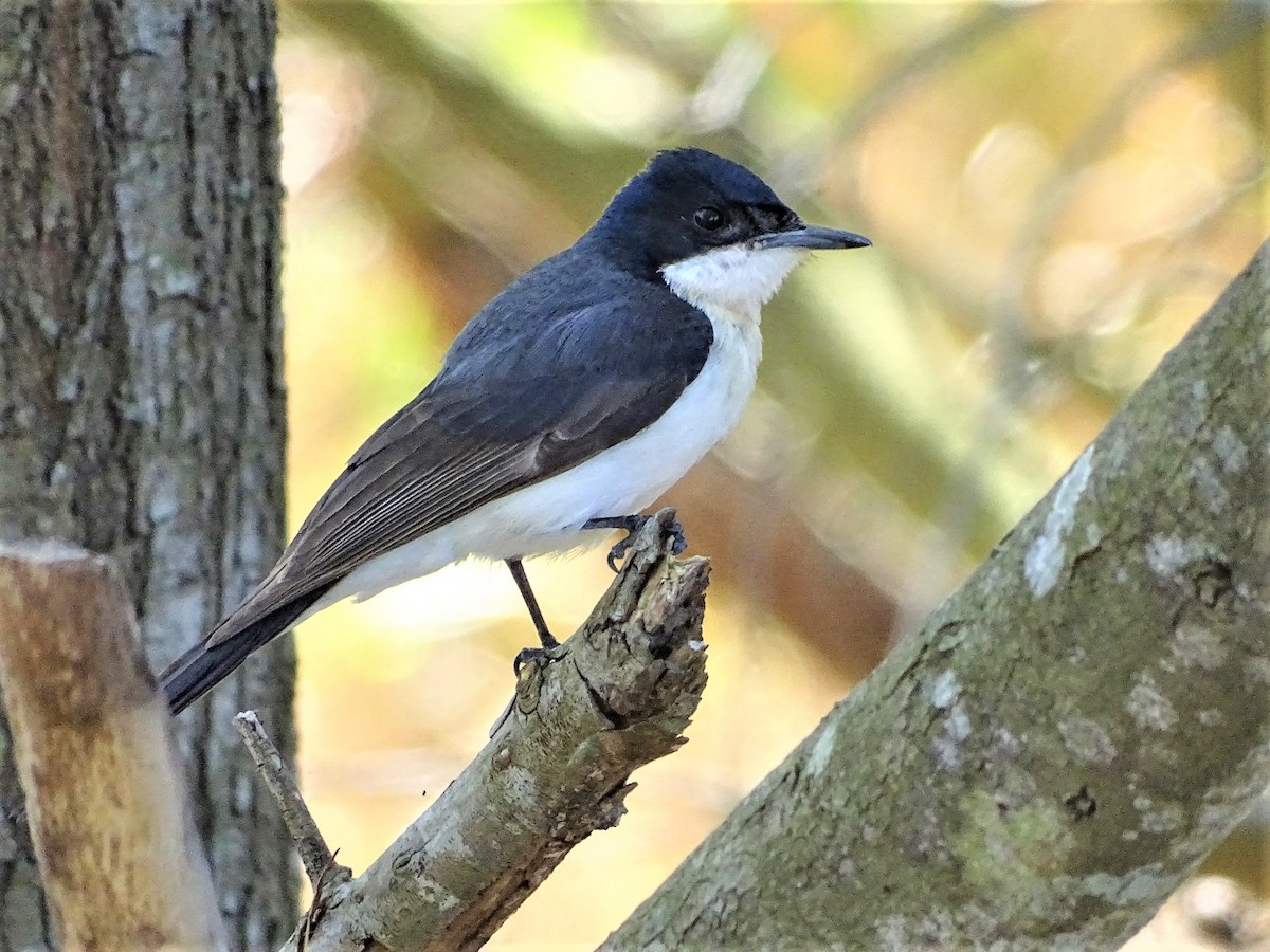 Restless Flycatcher - ML142965221