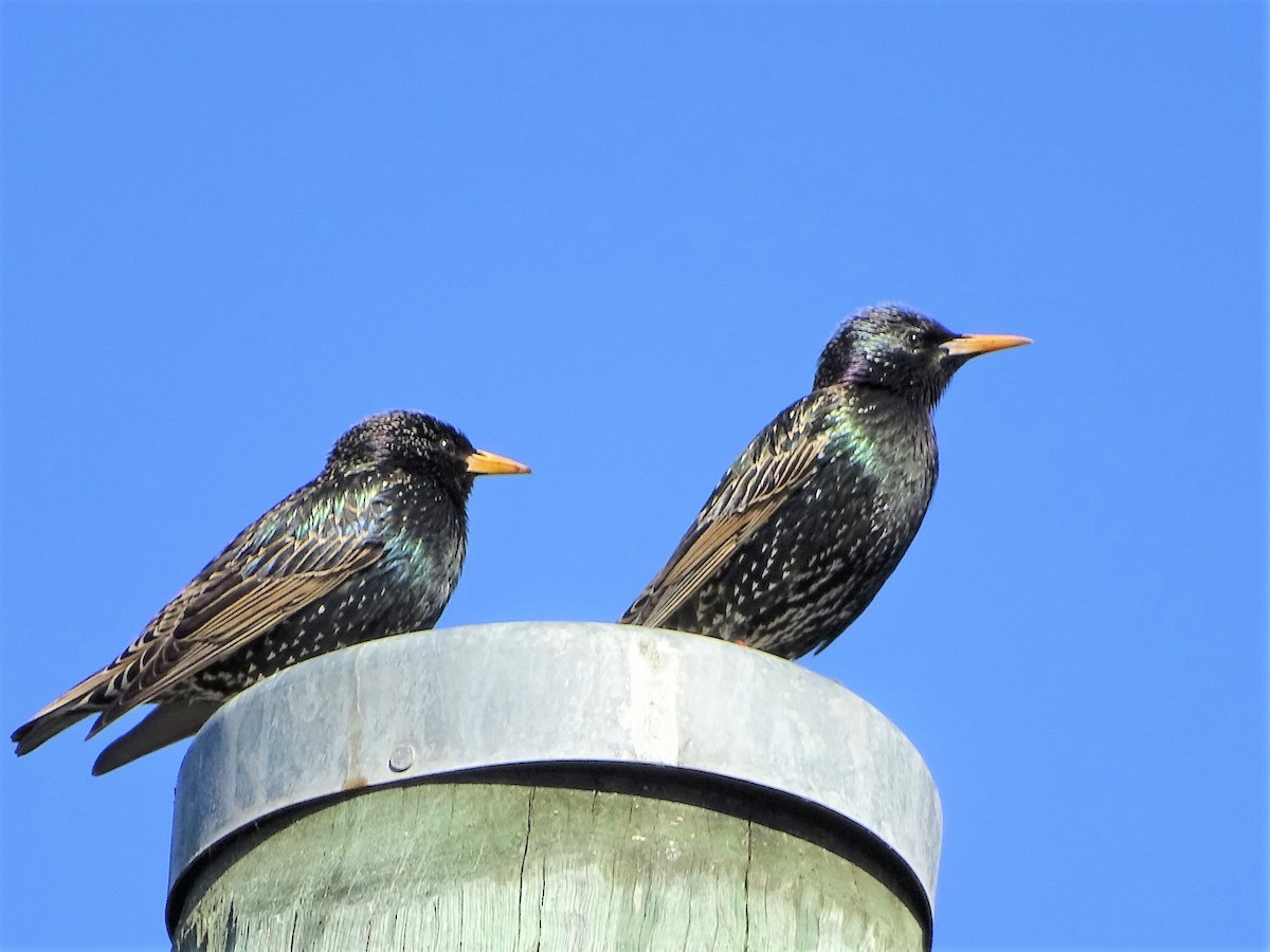 European Starling - ML142965301