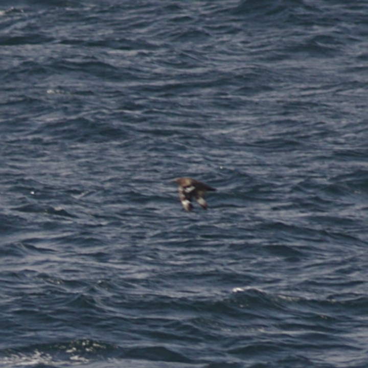 Great Skua - ML142967051