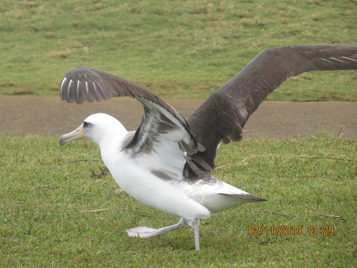 Laysan Albatrosu - ML142969791