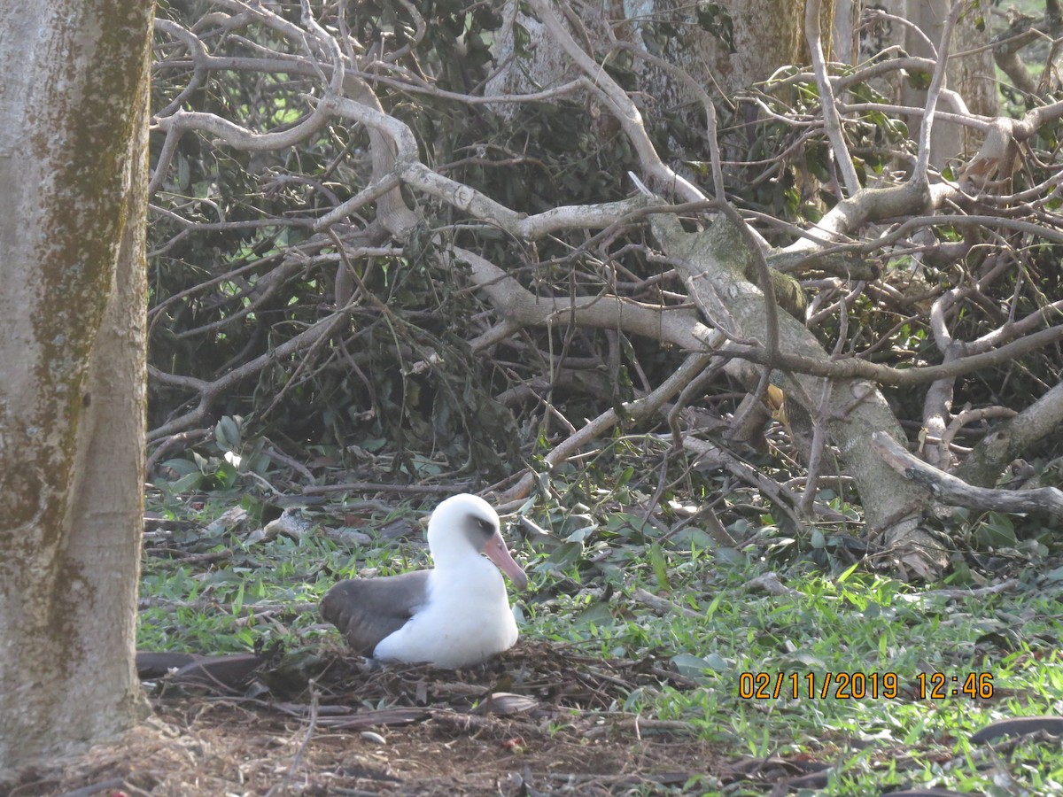 Albatros de Laysan - ML142969801