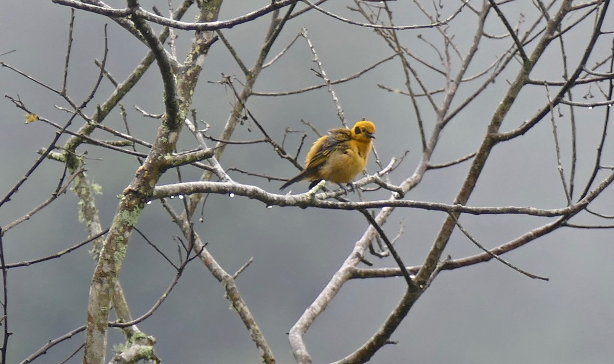 Golden Tanager - Quentin Brown