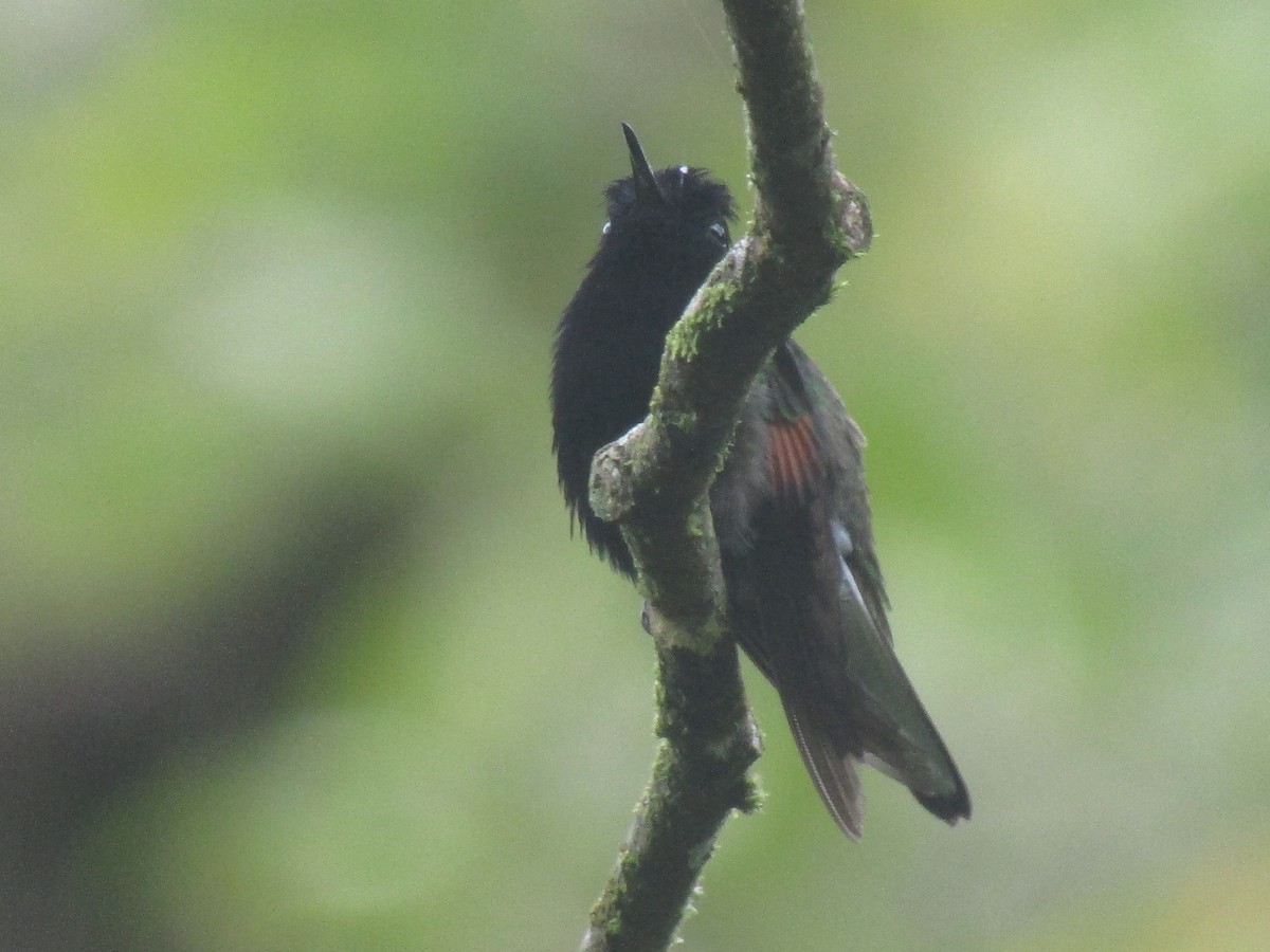 Colibri à ventre noir - ML142971441