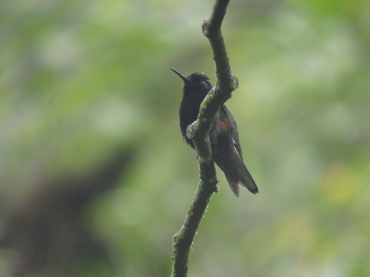 Colibrí Ventrinegro - ML142971671