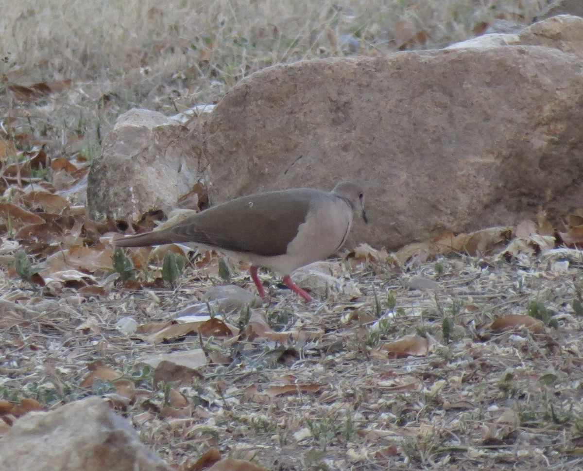 White-tipped Dove - Maryury  Gomez