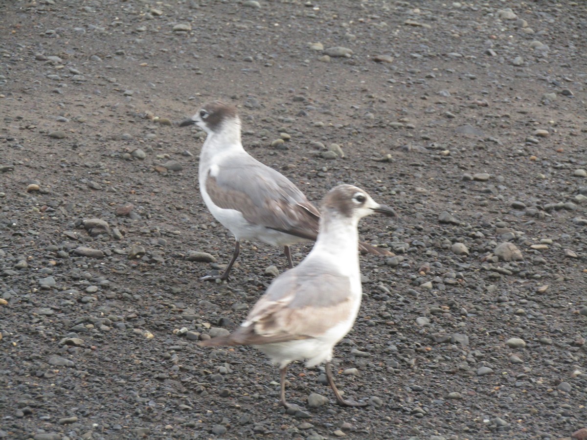 Franklin's Gull - ML142972491