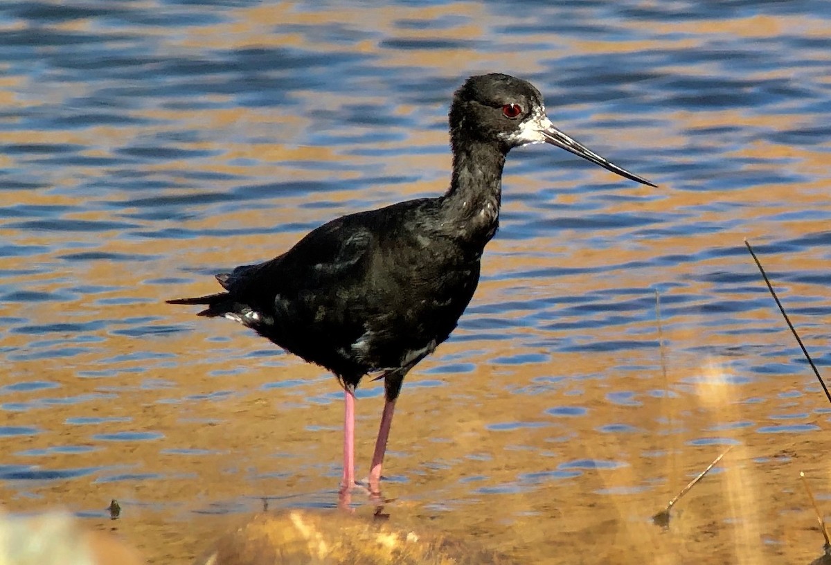 Black Stilt - ML142973801