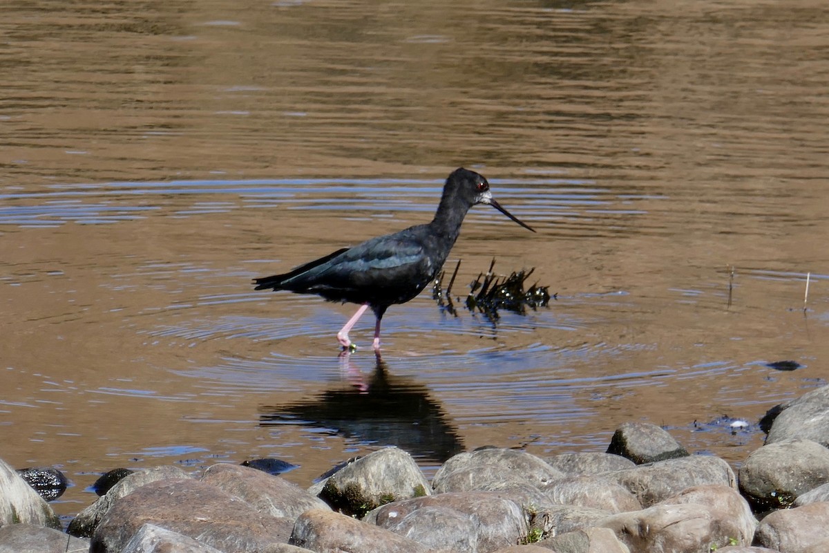 Black Stilt - ML142973811