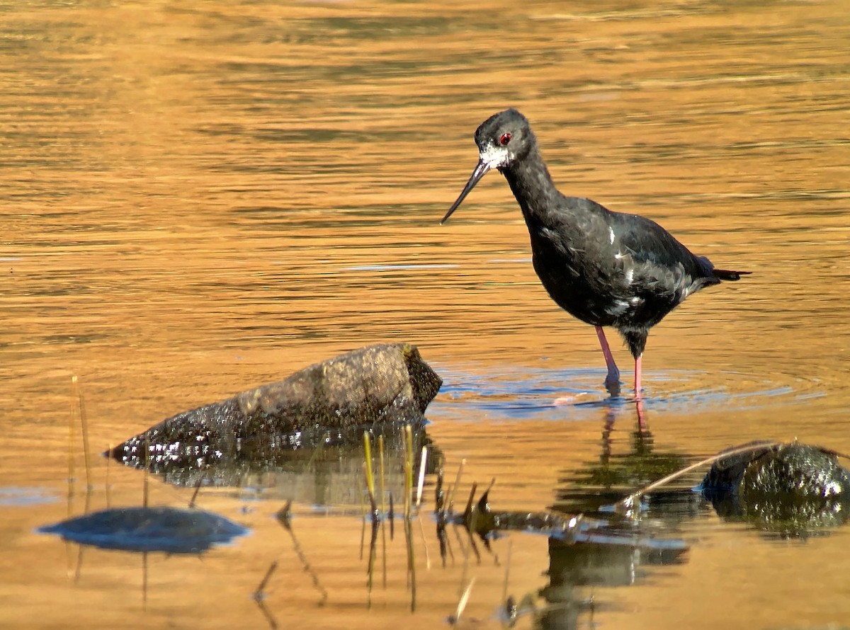 Black Stilt - ML142973831