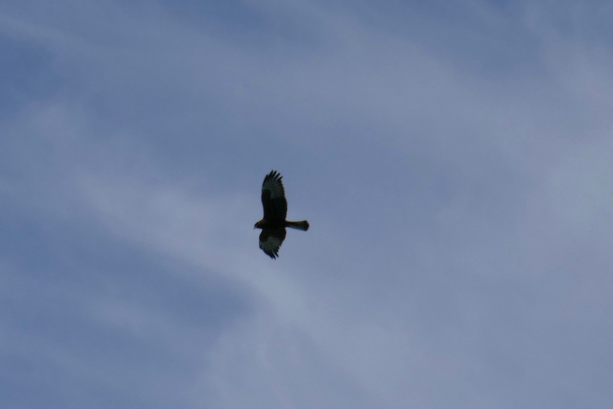 Swamp Harrier - ML142973971