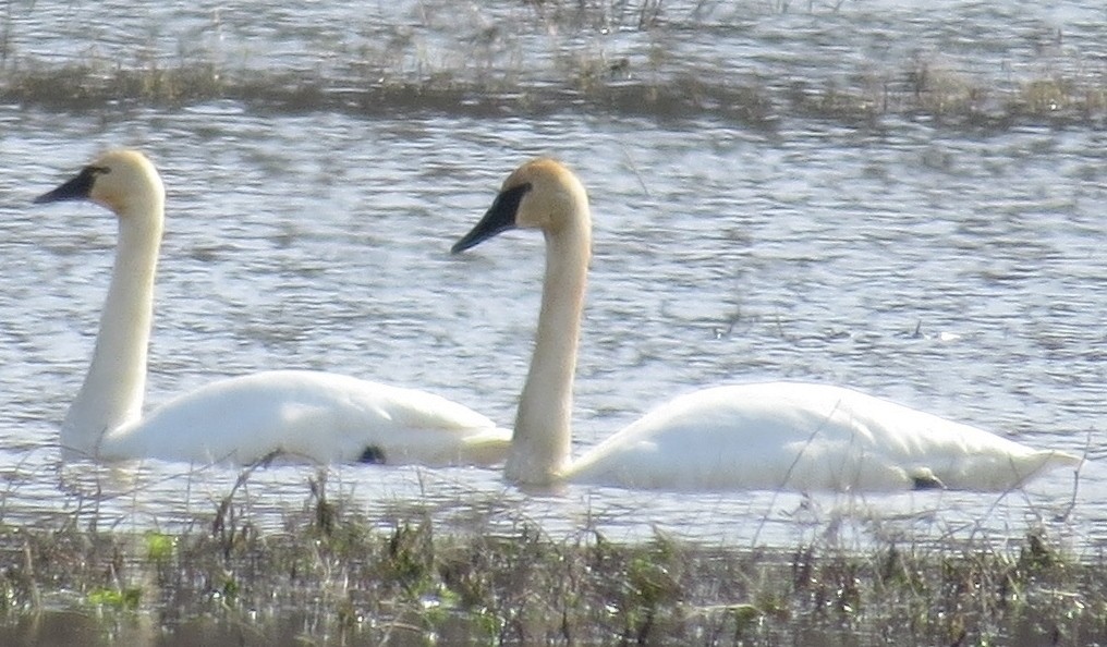 Tundra Swan - ML142974131