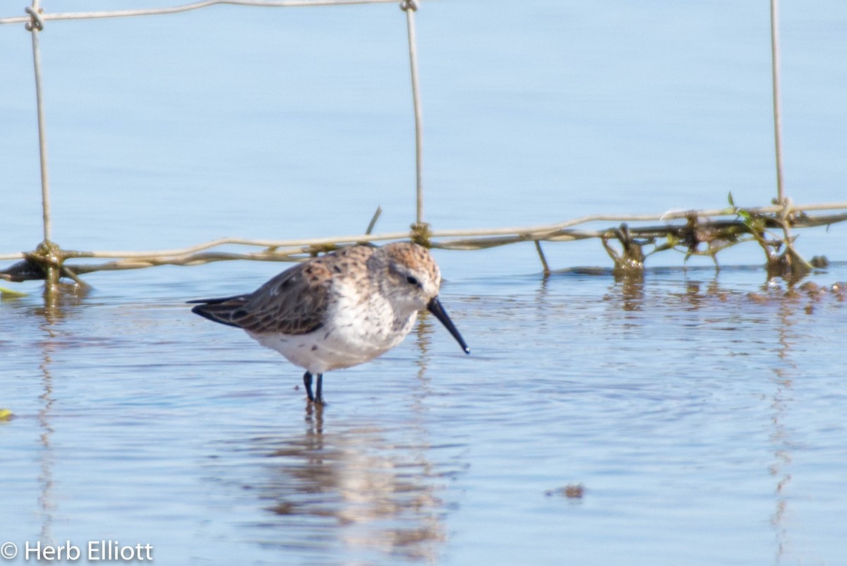 Western Sandpiper - ML142974271