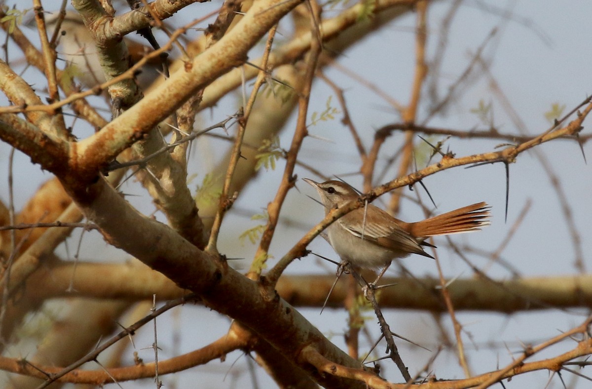 Rufous-tailed Scrub-Robin (African) - ML142975101