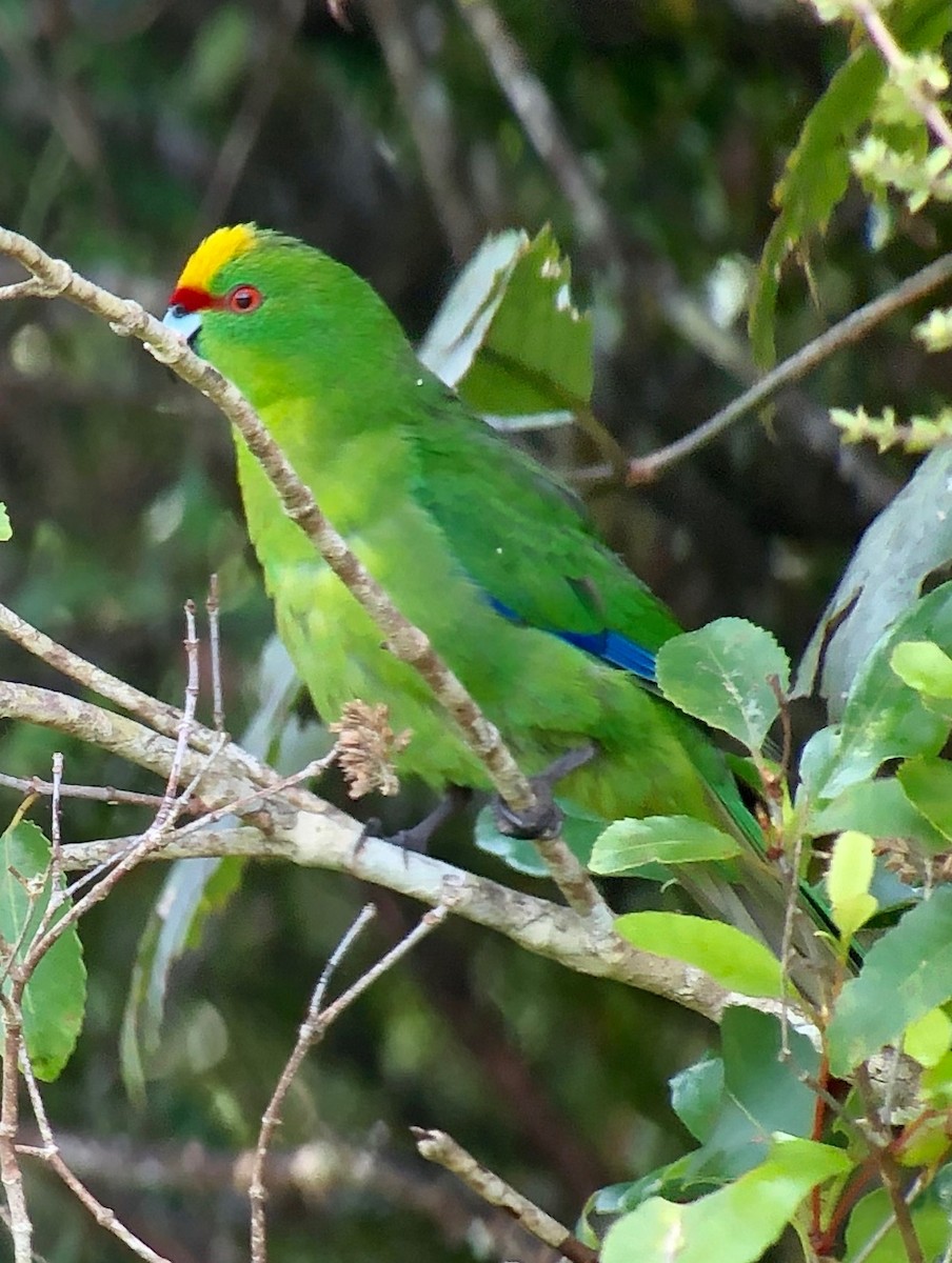 Yellow-crowned Parakeet - ML142975991