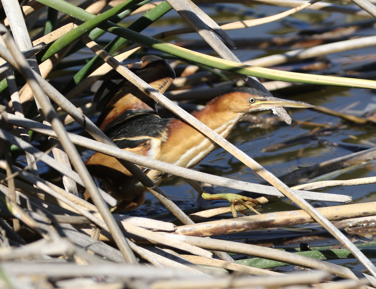Least Bittern - Mike "mlovest" Miller