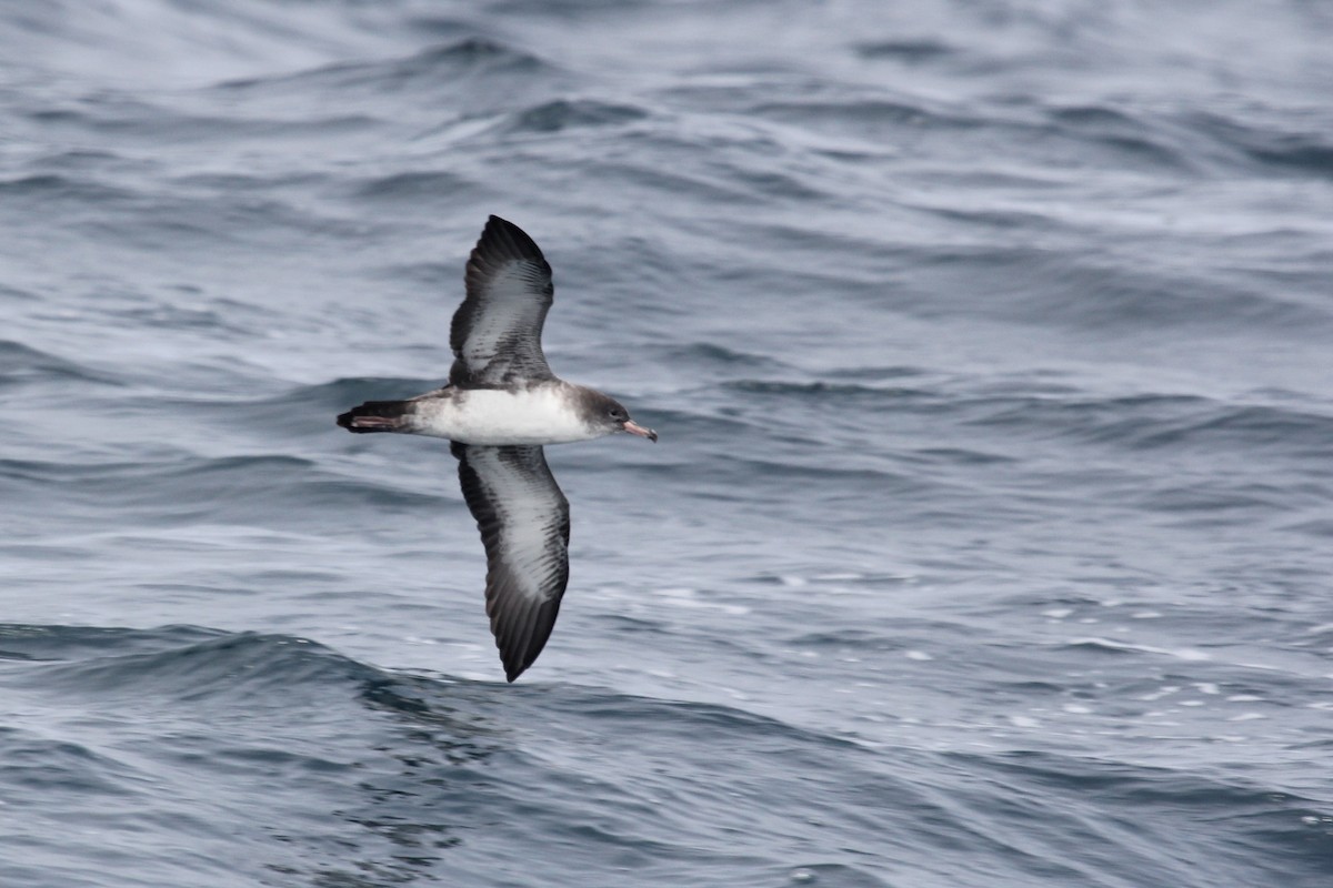 Pink-footed Shearwater - Nicholas Pederson