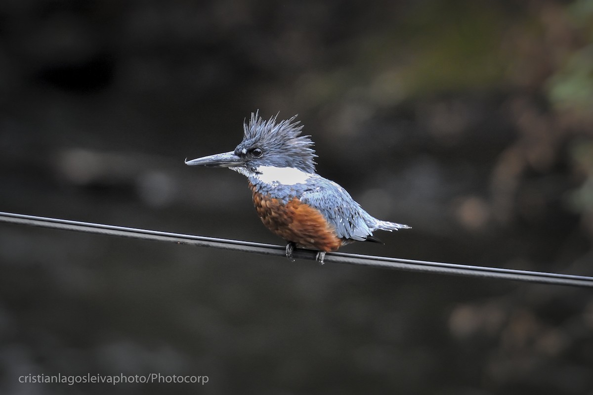 Ringed Kingfisher - ML142977651