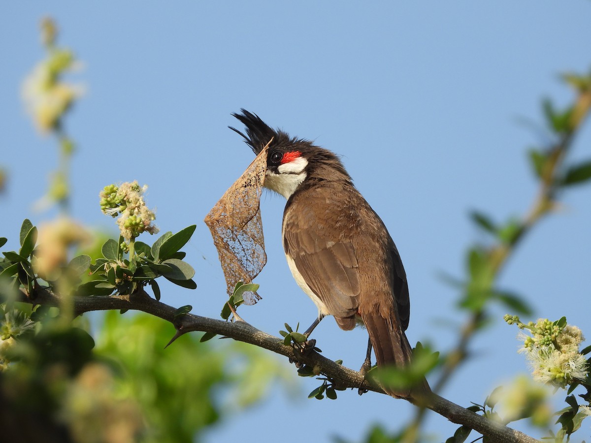 Red-whiskered Bulbul - ML142979821