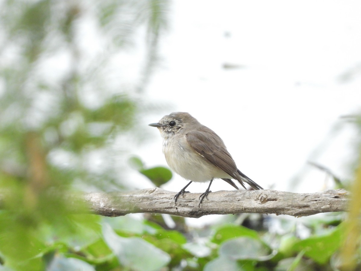 Red-breasted Flycatcher - ML142980001