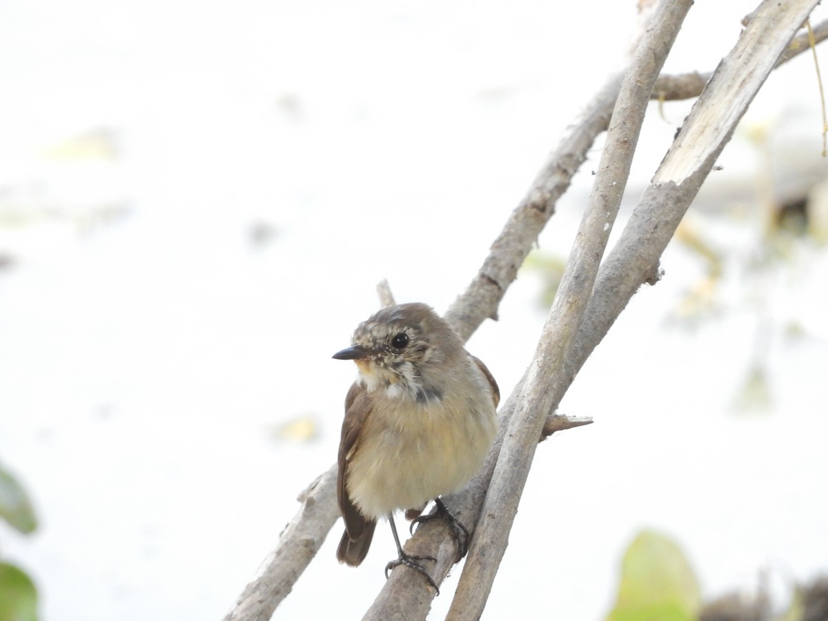 Red-breasted Flycatcher - ML142980081