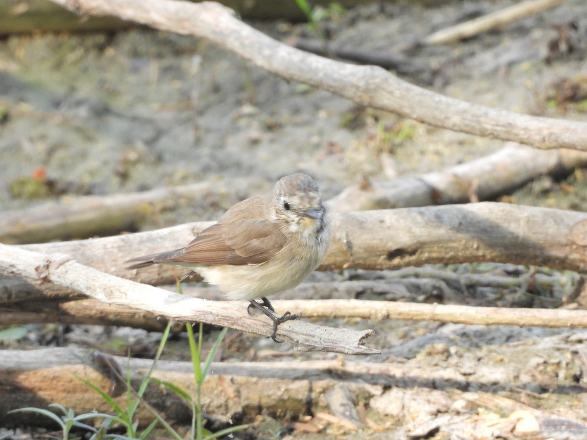 Red-breasted Flycatcher - ML142980191