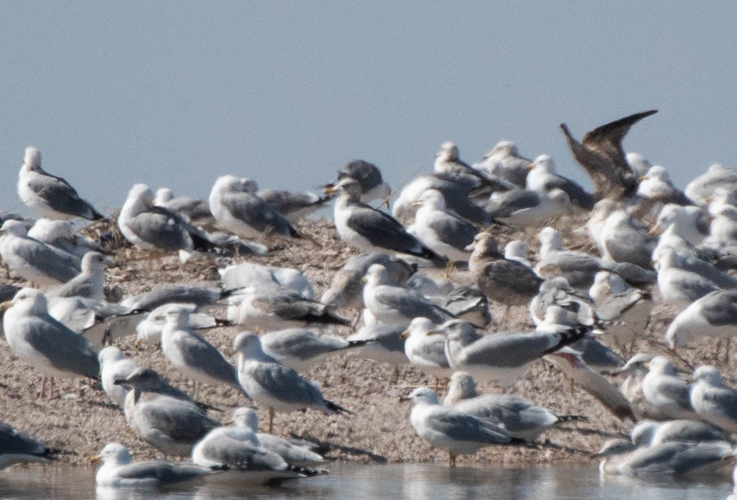 Lesser Black-backed Gull - ML142980841