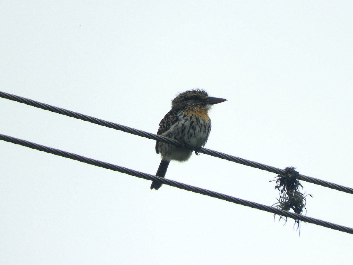 Spot-backed Puffbird - ML142982091