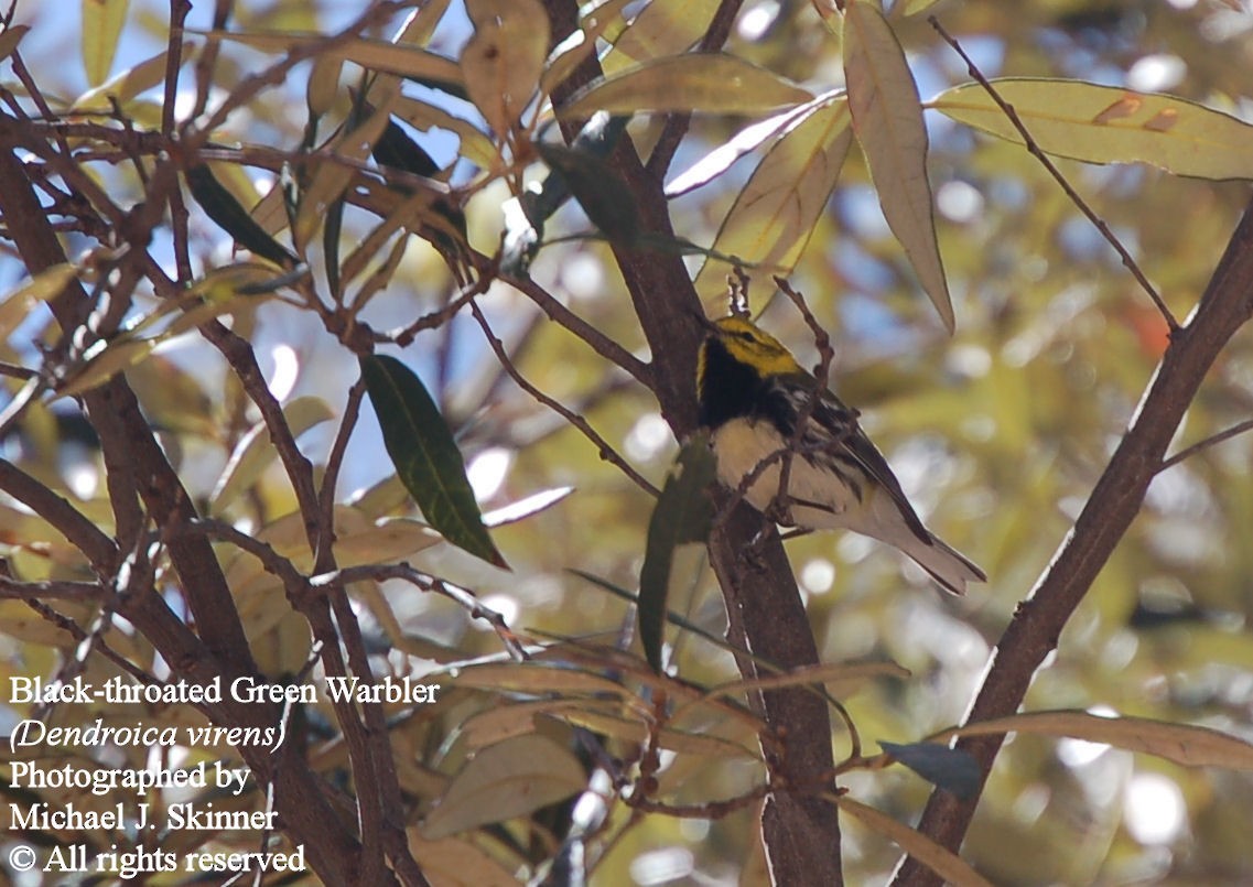 Black-throated Green Warbler - ML142982611