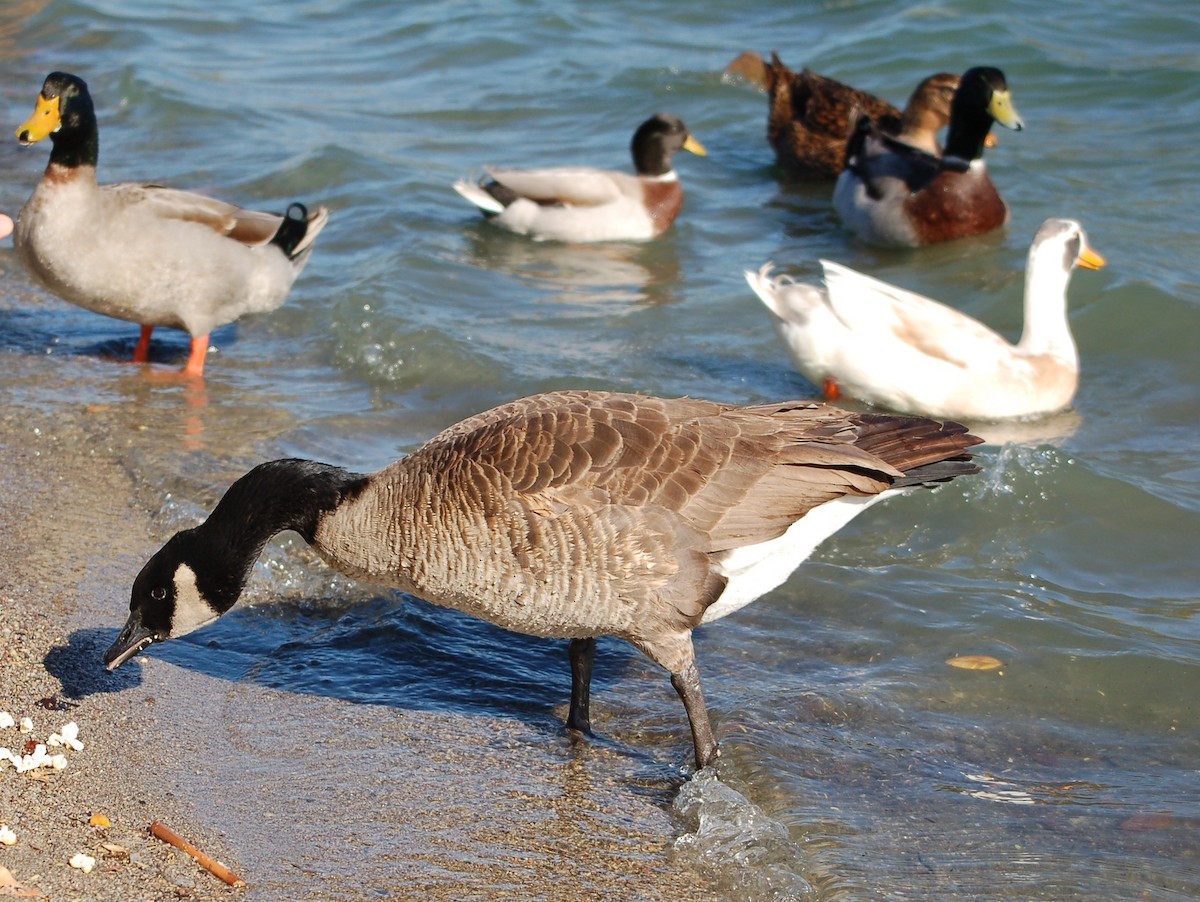 Canada Goose (canadensis Group) - Michael Skinner