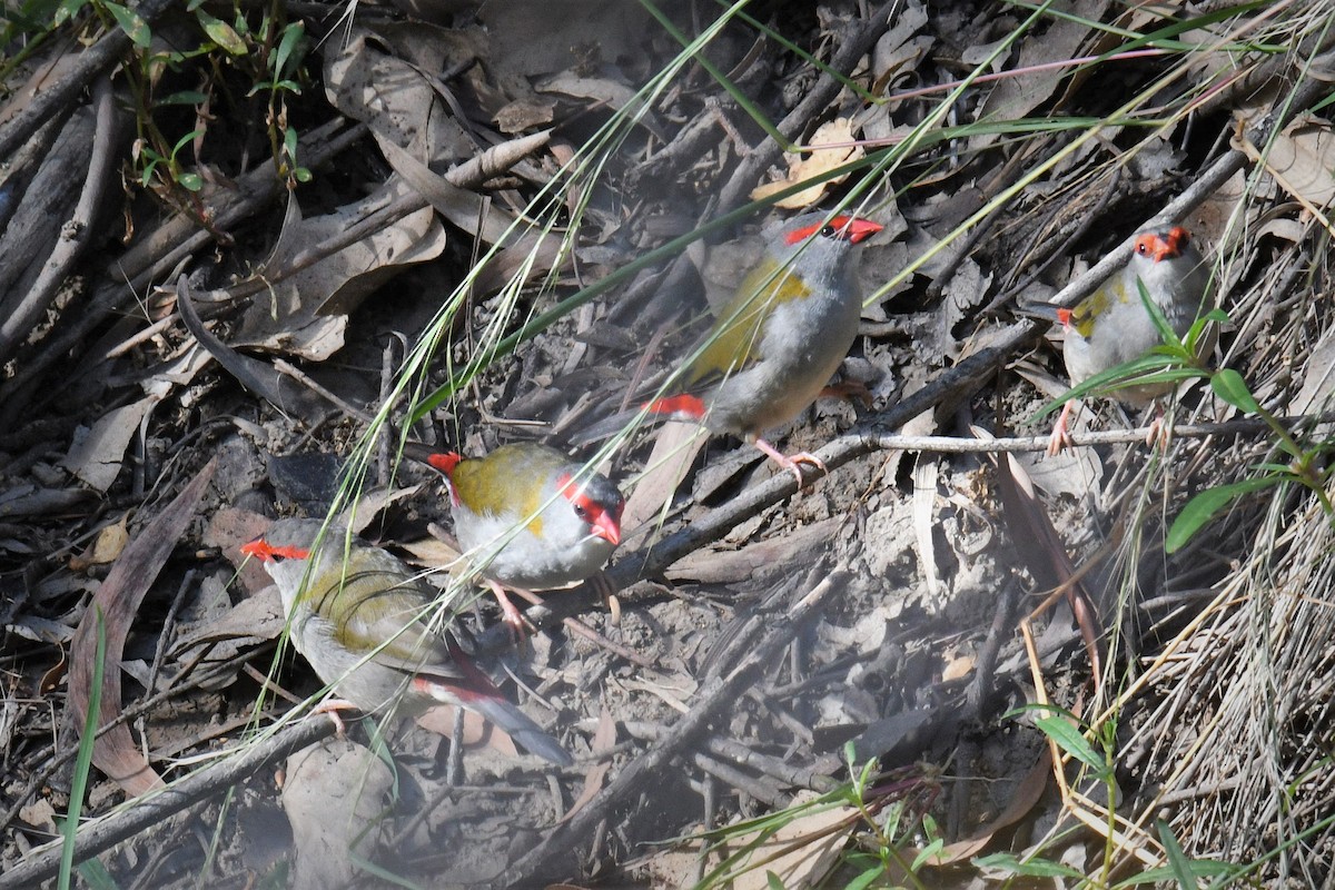 Red-browed Firetail - ML142982781