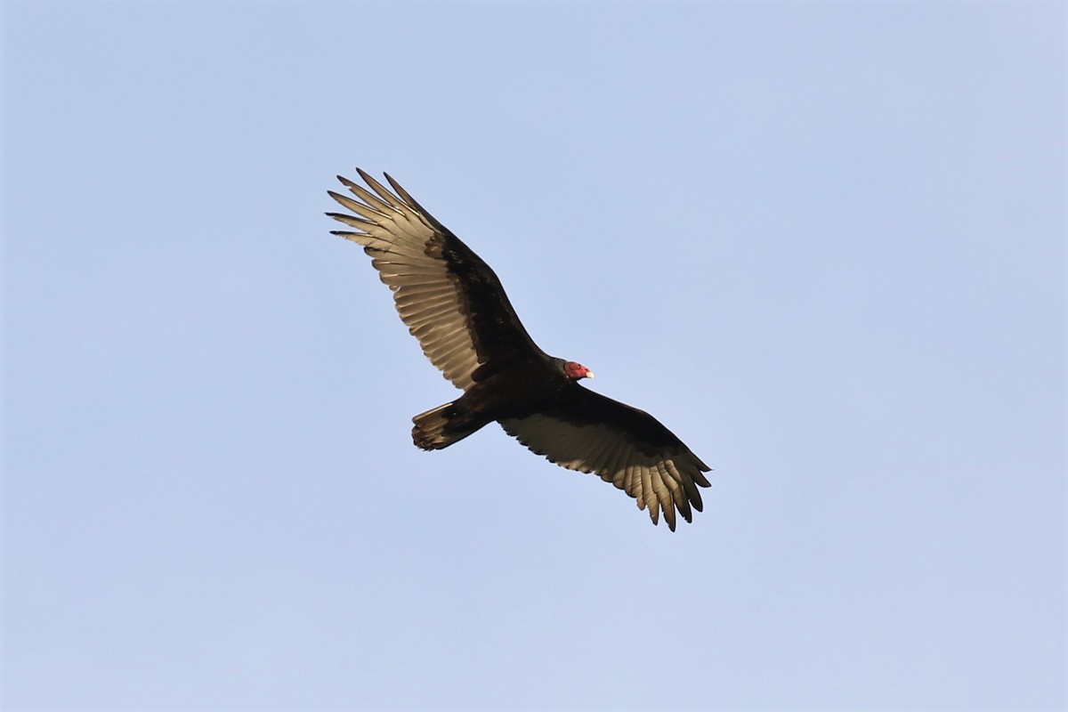 Turkey Vulture - ML142985781