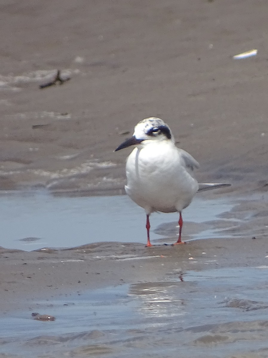 Forster's Tern - Alfonso Auerbach