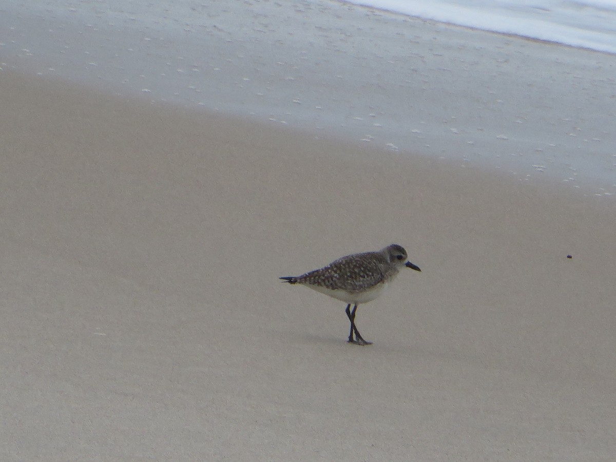 Black-bellied Plover - ML142987341