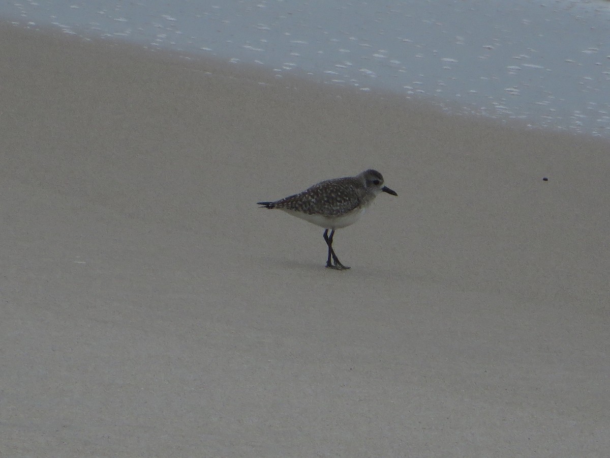 Black-bellied Plover - Marti Eisentraut