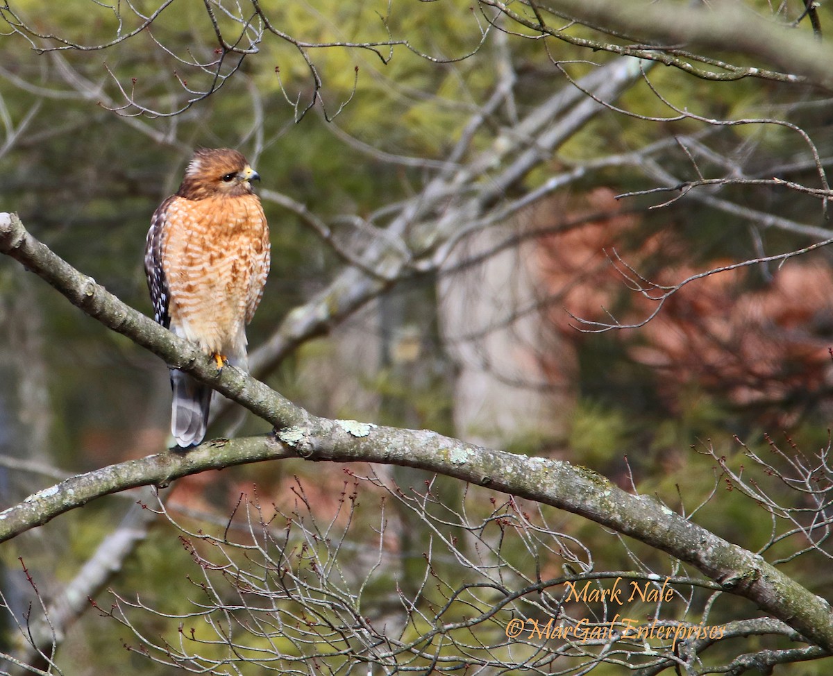 Red-shouldered Hawk - ML142987361