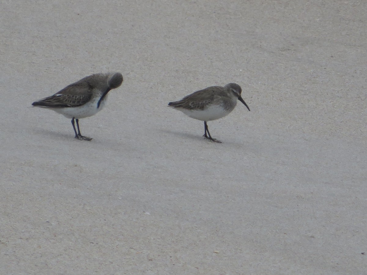 Dunlin - ML142987441