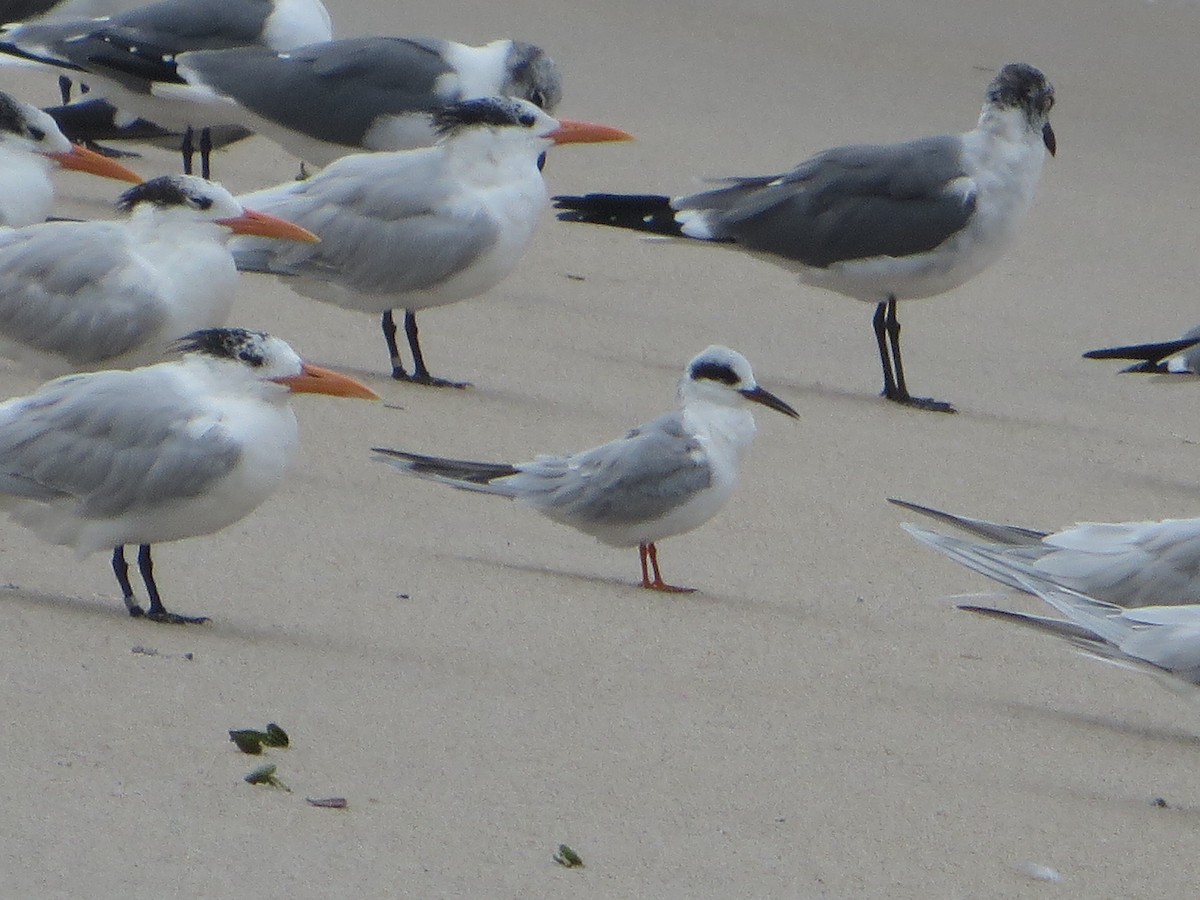 Forster's Tern - ML142987661