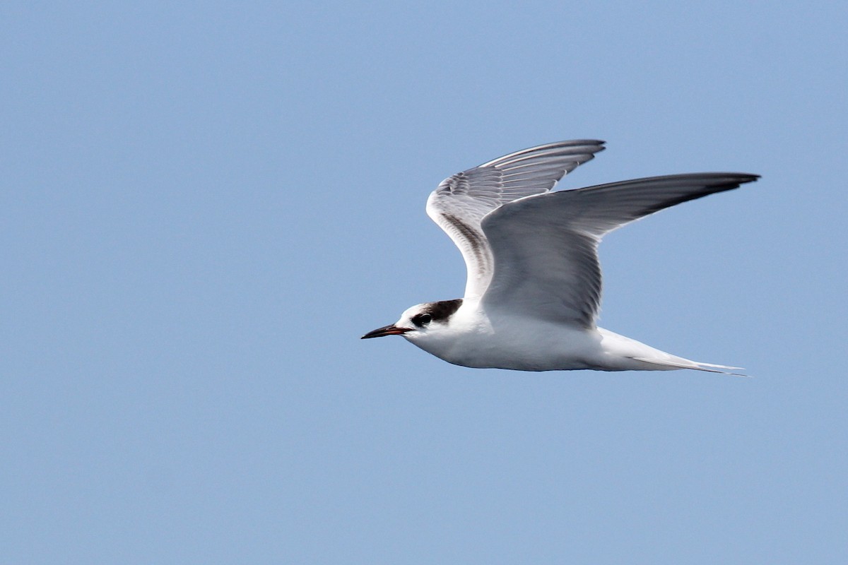 Common Tern - Nicholas Pederson
